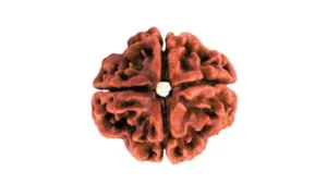 Four Mukhi Rudraksha