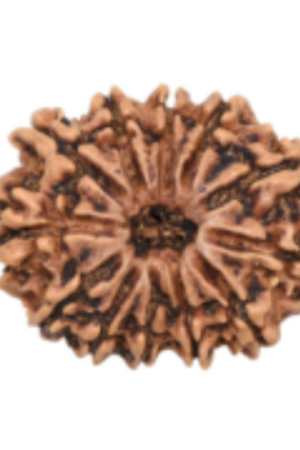 Twelve Mukhi Rudraksha