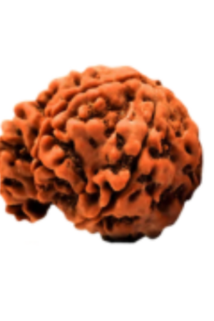 Ganesh Rudraksha