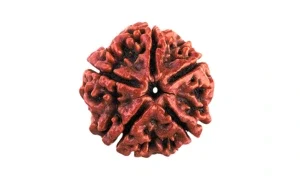 Five Mukhi Rudraksha