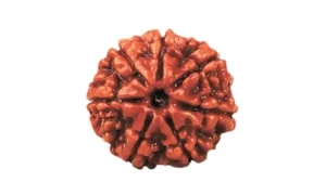 Seven Mukhi Rudraksha